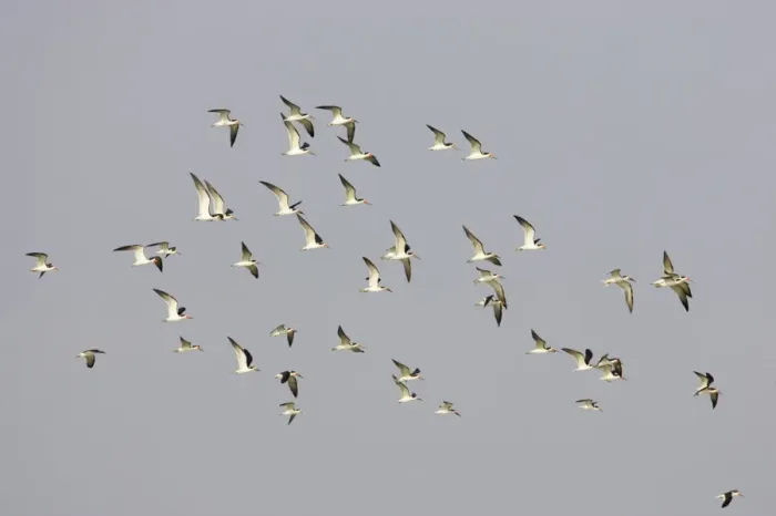 Framed Print : Black Skimmer (Rynchops niger) flock, in flight, Fort de Soto, Florida, U. S. A
