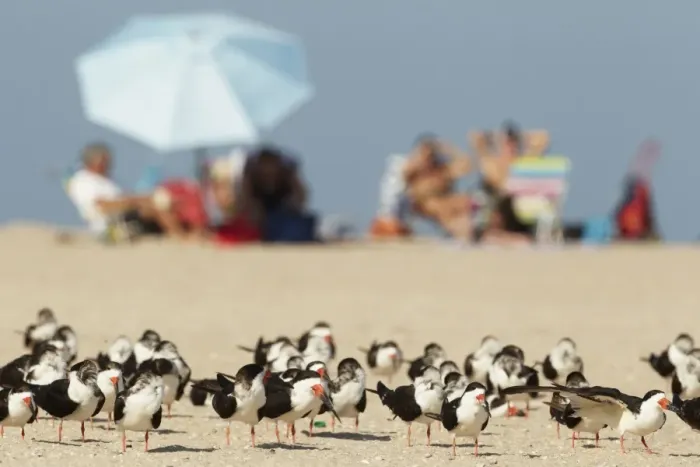 Framed Print : Black Skimmer (Rynchops niger) flock, standing on beach, with people sunbathing in background, Florida, U. S. A. February