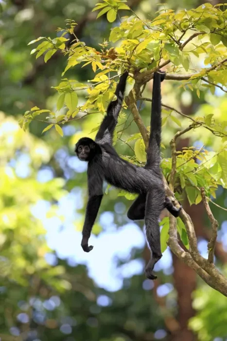 Framed Print : Black Spider Monkey (Ateles paniscus) adult, hanging from tree, using prehensile tail (captive) Framed Print : Black Spider Monkey (Ateles paniscus) adult, hanging from tree, using prehensile tail (captive)