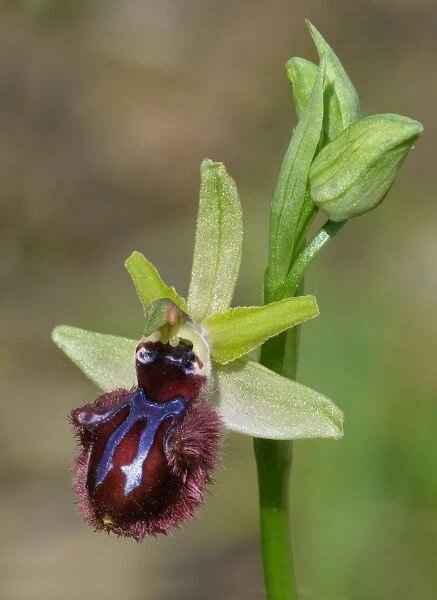 Black Spider Orchid (Ophrys incubacea) close-up of flower, Corsica, France, May