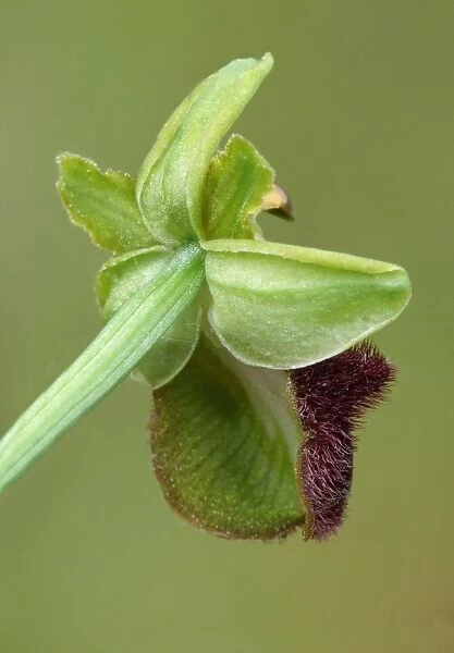 Black Spider Orchid (Ophrys incubacea) close-up of flower rear, Corsica, France, May