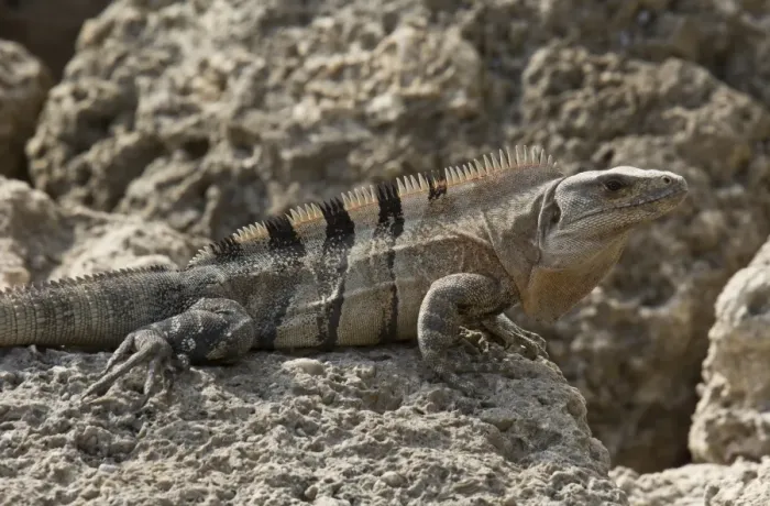 Framed Print : Black Spiny-tailed Iguana (Ctenosaura similis) introduced species, adult, resting on rocky foreshore, Florida, U. S. A Framed Print : Black Spiny-tailed Iguana (Ctenosaura similis) introduced species, adult, resting on rocky foreshore, Florida, U. S. A