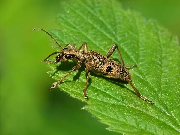 Black-spotted Longhorn Beetle (Rhagium mordax) adult, standing on Stinging Nettle (Urtica dioica) leaf, Leicestershire