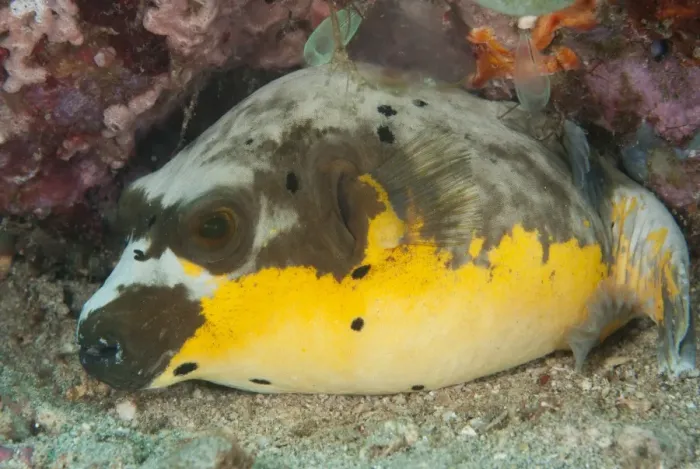 Framed Print : Black-spotted Puffer (Arothron nigropunctatus) adult, resting on sand, Manado, Sulawesi, Greater Sunda Islands Framed Print : Black-spotted Puffer (Arothron nigropunctatus) adult, resting on sand, Manado, Sulawesi, Greater Sunda Islands