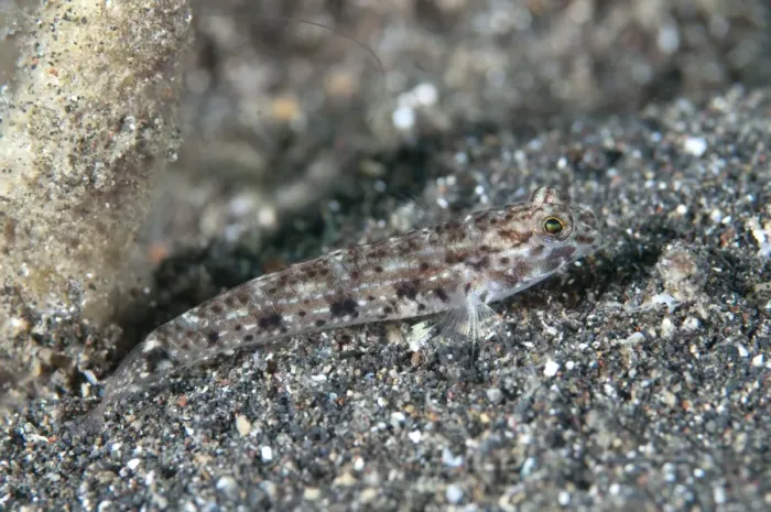 Framed Print : Black-spotted Sandgoby (Istigobius nigroocellatus) adult, camouflaged on black sand, Lembeh Straits, Sulawesi Framed Print : Black-spotted Sandgoby (Istigobius nigroocellatus) adult, camouflaged on black sand, Lembeh Straits, Sulawesi