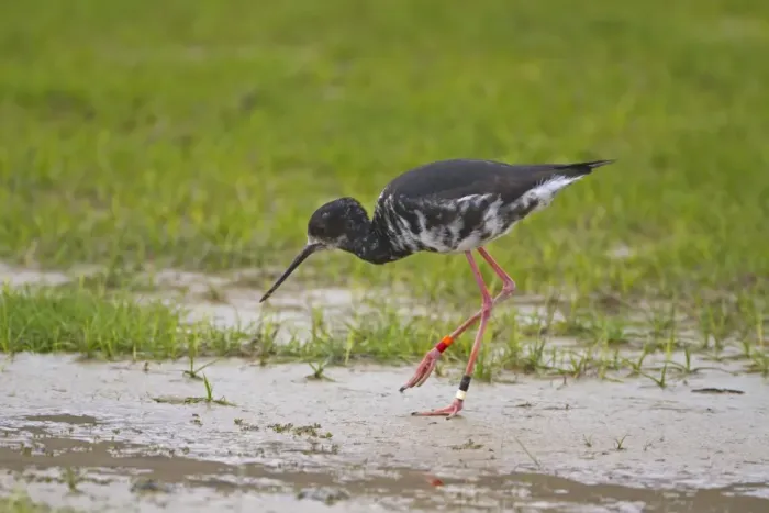 Framed Print : Black Stilt (Himantopus novaezelandiae) juvenile, wearing leg rings, walking in wetland, New Zealand, november Framed Print : Black Stilt (Himantopus novaezelandiae) juvenile, wearing leg rings, walking in wetland, New Zealand, november