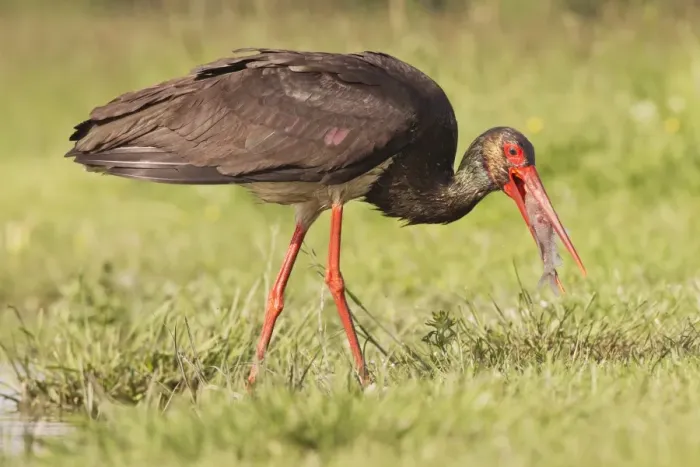 Framed Print : Black Stork (Ciconia nigra) adult, with fish in beak, walking at edge of water, Hortobagy N. P. Hungary, April
