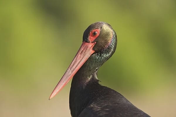Black Stork (Ciconia nigra) adult, close-up of head and neck, Hortobagy N. P. Hungary, April