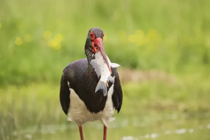 Framed Print : Black Stork (Ciconia nigra) adult, with fish in beak, Hortobagy N. P. Hungary, April