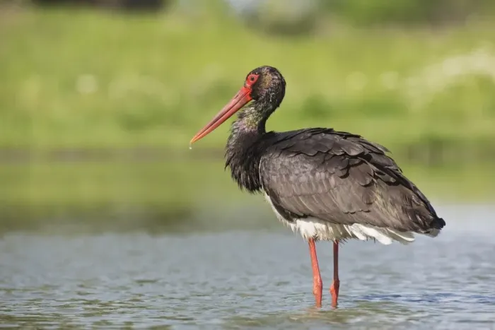 Framed Print : Black Stork (Ciconia nigra) adult, standing in water, Hortobagy N. P. Hungary, April