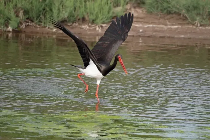 Framed Print : Black Stork (Ciconia nigra) adult, with wings spread, wading in water, Lesvos, Greece, may