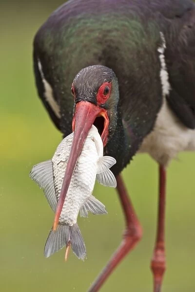 Black Stork (Ciconia nigra) adult, close-up of head, with fish in beak, Hortobagy N. P. Hungary, April