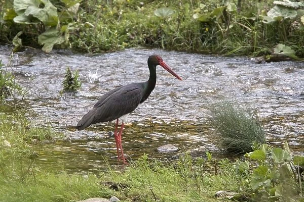 Black Stork standing in stream - Bulgaria