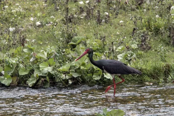 Framed Print : Black Stork walking in stream - Bulgaria Framed Print : Black Stork walking in stream - Bulgaria