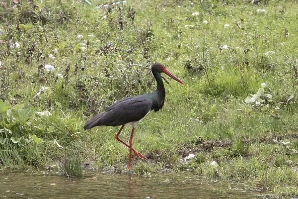 Black Stork walking in stream - Bulgaria