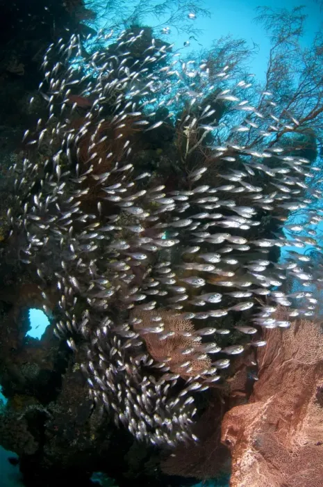 Framed Print : Black-stripe Sweeper (Pempheris schwenkii) shoal, swimming at coral encrusted shipwreck Framed Print : Black-stripe Sweeper (Pempheris schwenkii) shoal, swimming at coral encrusted shipwreck