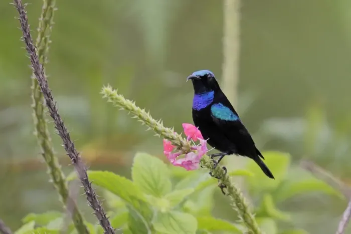 Framed Print : Black Sunbird (Leptocoma sericea corinna) adult male, perched on flower stem, Lelet Plateau, New Ireland Framed Print : Black Sunbird (Leptocoma sericea corinna) adult male, perched on flower stem, Lelet Plateau, New Ireland