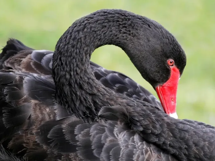 Framed Print : Black Swan (Cygnus atratus) adult, close-up of head and neck, Perth, Western Australia, Australia Framed Print : Black Swan (Cygnus atratus) adult, close-up of head and neck, Perth, Western Australia, Australia
