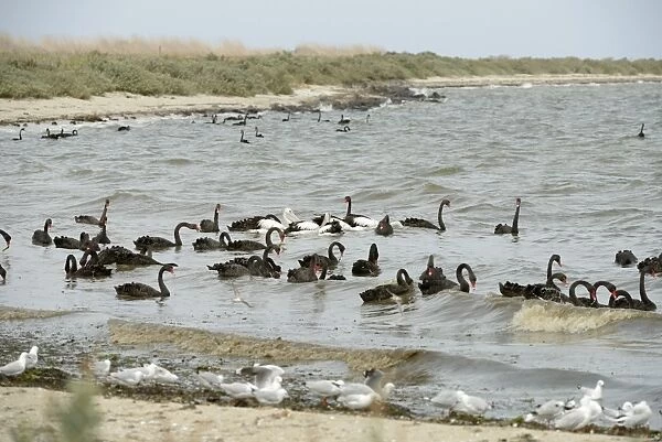 Black Swan (Cygnus atratus) and Australian Pelican (Pelecanus conspicillatus) flock, feeding at sea, Victoria