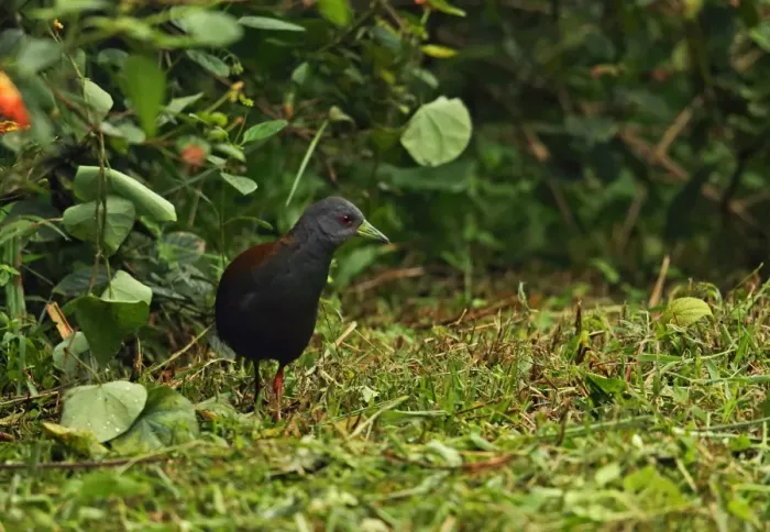 Framed Print : Black-tailed Crake (Porzana bicolor) adult, walking on short grass at dusk, Doi Inthanon N. P Framed Print : Black-tailed Crake (Porzana bicolor) adult, walking on short grass at dusk, Doi Inthanon N. P