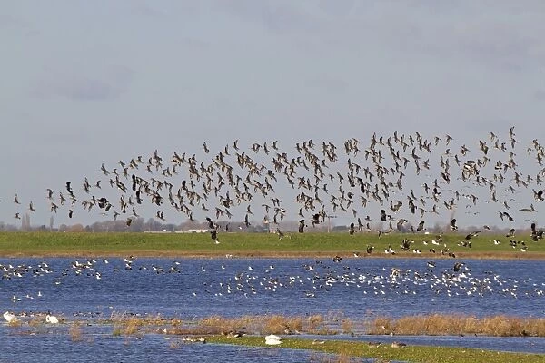 Black-tailed Godwit (Limosa limosa) and Northern Lapwing (Vanellus vanellus) mixed flock