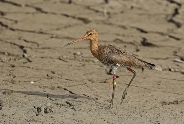 Framed Print : Black-tailed Godwit (Limosa limosa) adult, moulting into breeding plumage, with colour rings and flag on legs