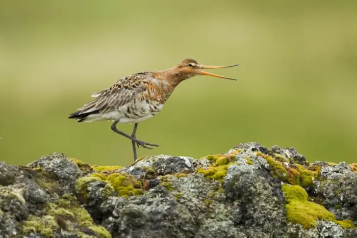 Framed Print : Black-tailed Godwit (Limosa limosa) adult, breeding plumage, calling, standing on volcanic rocks, Iceland, June Framed Print : Black-tailed Godwit (Limosa limosa) adult, breeding plumage, calling, standing on volcanic rocks, Iceland, June