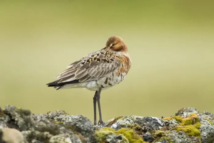 Framed Print : Black-tailed Godwit (Limosa limosa) adult, breeding plumage, with beak tucked under wing, standing on volcanic rocks Framed Print : Black-tailed Godwit (Limosa limosa) adult, breeding plumage, with beak tucked under wing, standing on volcanic rocks