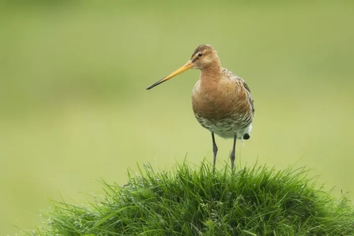 Framed Print : Black-tailed Godwit (Limosa limosa) adult, breeding plumage, standing on grassy mound, Iceland, June Framed Print : Black-tailed Godwit (Limosa limosa) adult, breeding plumage, standing on grassy mound, Iceland, June