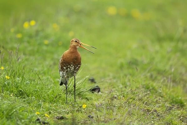 Black-tailed Godwit (Limosa limosa) adult, breeding plumage, calling, standing in meadow, Iceland, June