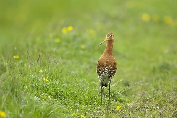 Black-tailed Godwit (Limosa limosa) adult, breeding plumage, standing in meadow, Iceland, June