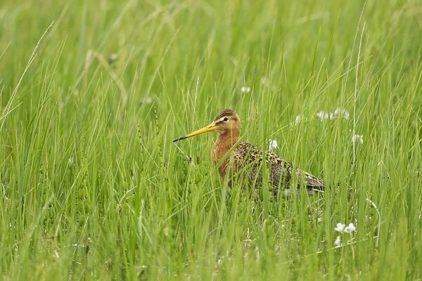 Black-tailed Godwit (Limosa limosa) adult, breeding plumage, standing amongst long grass in meadow, Iceland, June
