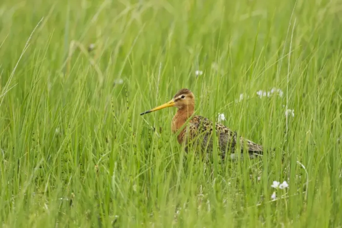 Framed Print : Black-tailed Godwit (Limosa limosa) adult, breeding plumage, standing amongst long grass in meadow, Iceland, June Framed Print : Black-tailed Godwit (Limosa limosa) adult, breeding plumage, standing amongst long grass in meadow, Iceland, June