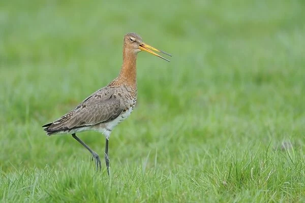 Black-tailed Godwit (Limosa limosa) adult, breeding plumage, calling, walking in meadow, Texel, West Frisian Islands