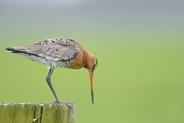 Black-tailed Godwit (Limosa limosa) adult, breeding plumage, looking down, standing on fencepost, Netherlands, April