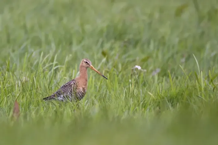 Framed Print : Black-tailed Godwit (Limosa limosa) adult, summer plumage, standing amongst grass in fenland, Lincolnshire, England, may Framed Print : Black-tailed Godwit (Limosa limosa) adult, summer plumage, standing amongst grass in fenland, Lincolnshire, England, may