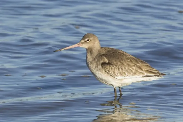 Framed Print : Black-tailed Godwit (Limosa limosa) adult, winter plumage, standing in water, River Stour, Essex, England, january Framed Print : Black-tailed Godwit (Limosa limosa) adult, winter plumage, standing in water, River Stour, Essex, England, january
