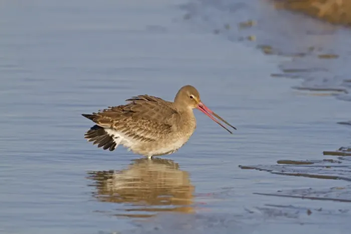 Framed Print : Black-tailed Godwit (Limosa limosa) adult, winter plumage, in aggressive posture Framed Print : Black-tailed Godwit (Limosa limosa) adult, winter plumage, in aggressive posture