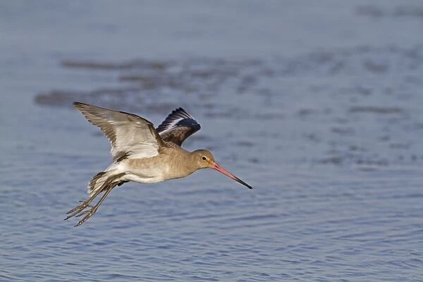Black-tailed Godwit (Limosa limosa) adult, winter plumage, in flight over water, Norfolk, England, february