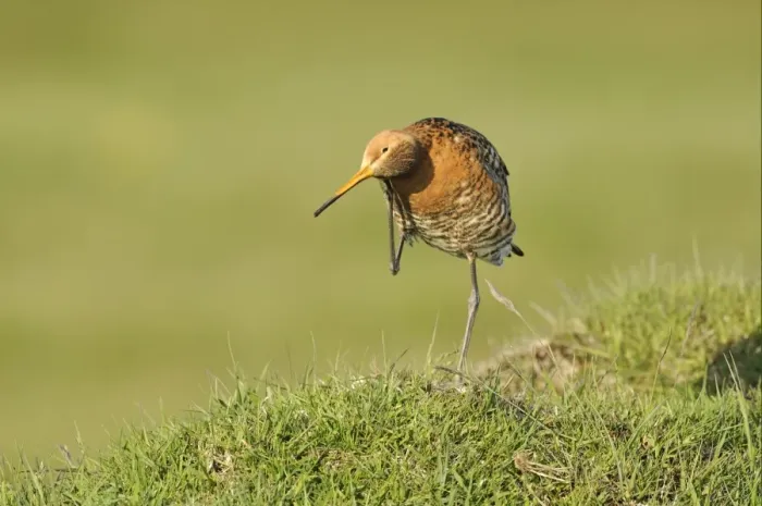 Framed Print : Black-tailed Godwit (Limosa limosa) adult, breeding plumage, preening, standing on grassy mound, Iceland, June Framed Print : Black-tailed Godwit (Limosa limosa) adult, breeding plumage, preening, standing on grassy mound, Iceland, June