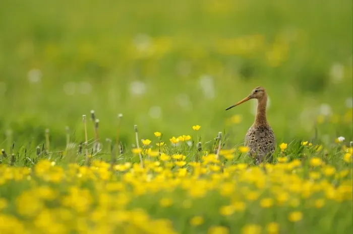 Framed Print : Black-tailed Godwit (Limosa limosa) adult, breeding plumage, standing amongst flowering buttercups in field