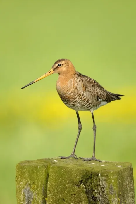 Framed Print : Black-tailed Godwit (Limosa limosa) adult, breeding plumage, standing on fencepost, Netherlands, May Framed Print : Black-tailed Godwit (Limosa limosa) adult, breeding plumage, standing on fencepost, Netherlands, May