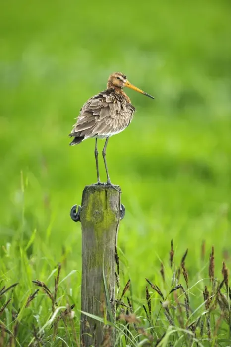 Framed Print : Black-tailed Godwit (Limosa limosa) adult, breeding plumage, standing on fencepost, Netherlands, May Framed Print : Black-tailed Godwit (Limosa limosa) adult, breeding plumage, standing on fencepost, Netherlands, May