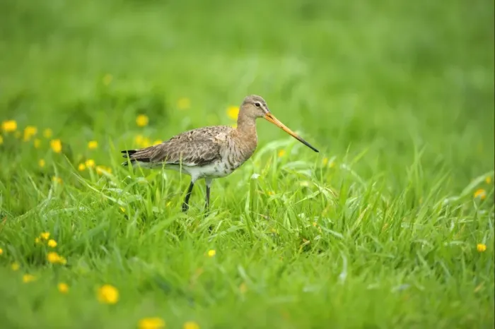 Framed Print : Black-tailed Godwit (Limosa limosa) adult, breeding plumage, walking in grassy field, Netherlands, May Framed Print : Black-tailed Godwit (Limosa limosa) adult, breeding plumage, walking in grassy field, Netherlands, May
