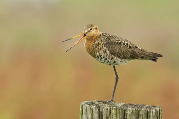 Framed Print : Black-tailed Godwit (Limosa limosa) adult, breeding plumage, calling, standing on post, Edam, Noord-Holland Framed Print : Black-tailed Godwit (Limosa limosa) adult, breeding plumage, calling, standing on post, Edam, Noord-Holland