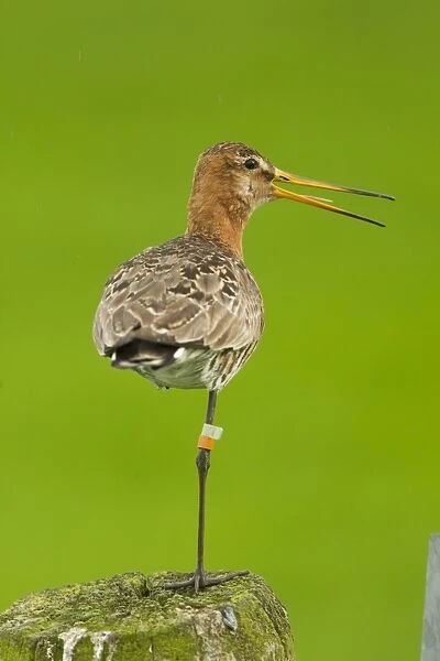 Black-tailed Godwit (Limosa limosa) adult, breeding plumage, calling, with leg bands, standing on post, Netherlands