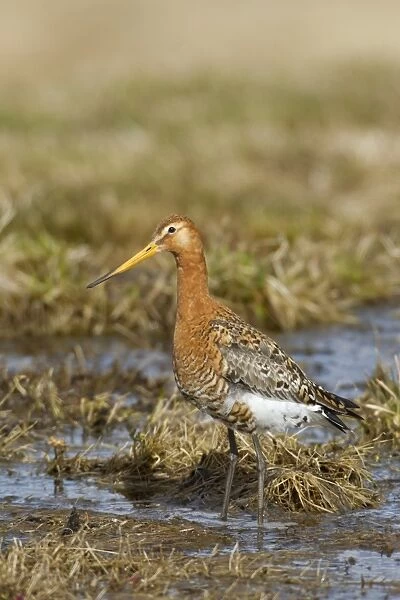 Black-tailed Godwit (Limosa limosa) adult, breeding plumage, standing in shallow water, Lake Myvatn, Iceland, May