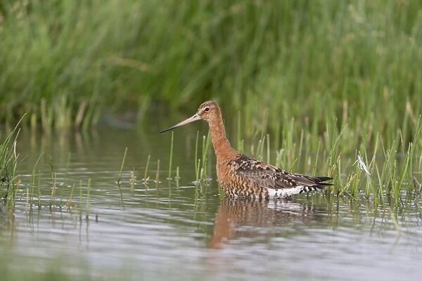 Black-tailed Godwit (Limosa limosa) adult male, breeding plumage, wading in pool, Suffolk, England, July