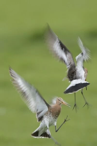 Black-tailed Godwit (Limosa limosa) two adults, breeding plumage, fighting, Netherlands, April