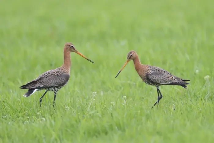Framed Print : Black-tailed Godwit (Limosa limosa) two adults, breeding plumage, standing in meadow at territorial boundary, Texel Framed Print : Black-tailed Godwit (Limosa limosa) two adults, breeding plumage, standing in meadow at territorial boundary, Texel